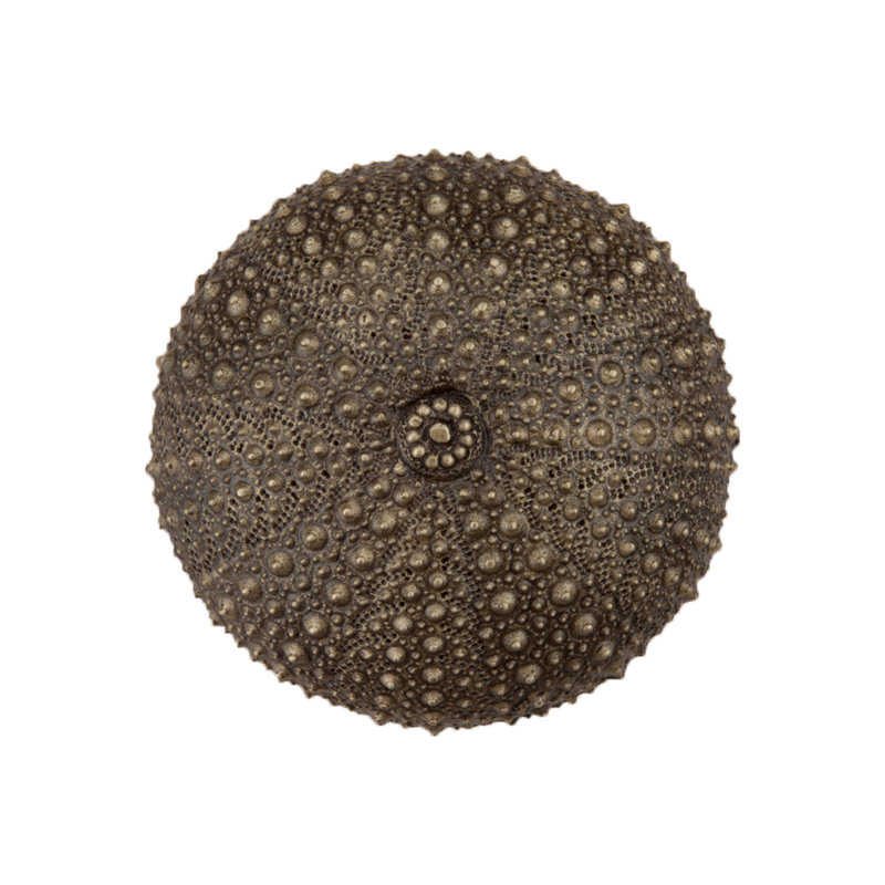 Sea Urchin Cabinet Knob, Antique Brass