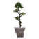 Panama Tree in Planter