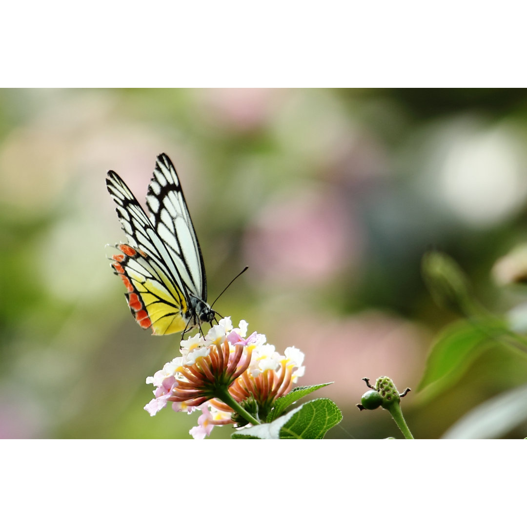 Butterfly von Naveen0301 - Drucken