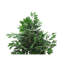 Plante artificielle