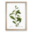 Grey Willow Tree Branch by Pierre-Joseph Redoute - Picture Frame Painting Print-55609054-55609055