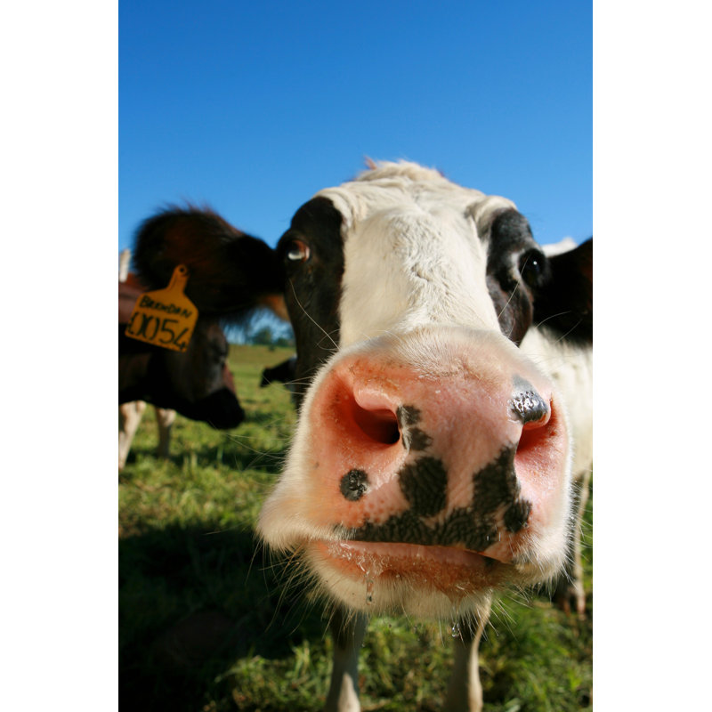 Curious Cows by The_Flying_Dutchman - No Frame Print on Canvas, 76cm H x 51cm W