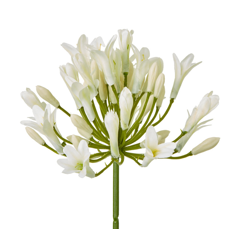 Arrangement, Cream