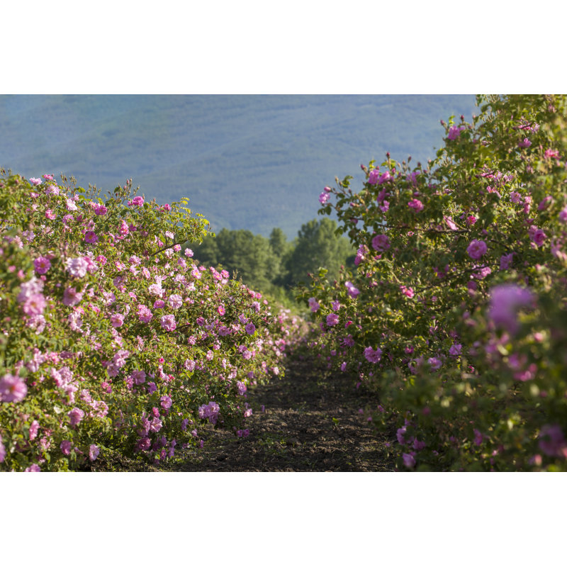 Rows Of Roses In An Agricultural Field by Ognianm - Wrapped Canvas Print, 32"H x 48"W