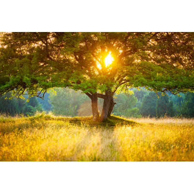 Majestic Tree - Wrapped Canvas Print