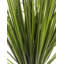 Herbe de feuillage de bureau en pot