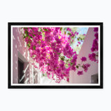 Bougainvillea Sky by Tim Klein