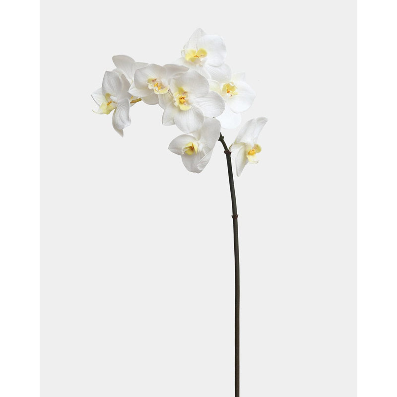 Phalaenopsis Orchidée Blanche 23 po, White, 23" H x 3" W