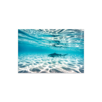Requin sous-marin sous l'eau - Image sans cadre