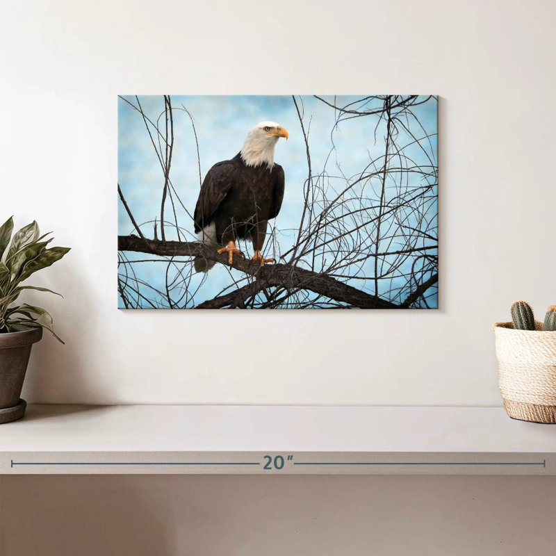 Portrait d'un aigle à tête blanche Brampt, H 8 po x l 12 po