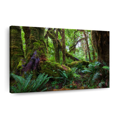 " Mossy Rainforest Canvas Print "