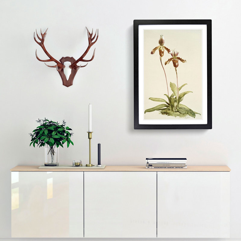 Magnolia Flowers Illustration Tab. 38 by Frederick Sander - Picture Frame Painting Print, Black, 91cm H x 60cm W x 2cm D