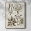 «Sepia Botanical Journal VII», reproduction encadrée - bois massif-1114683388