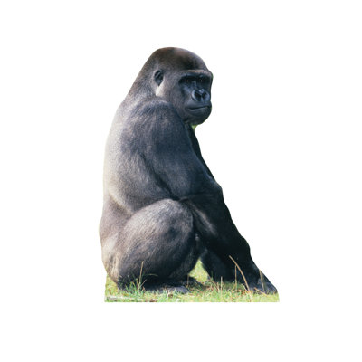 Animals Non-Wall Damaging Wall Decal