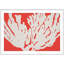 Coral 4 Print by Jennifer Mckinnon Richman-945661737