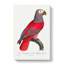 Grey Parrot by F. Levaillant - Wrapped Canvas-55360691