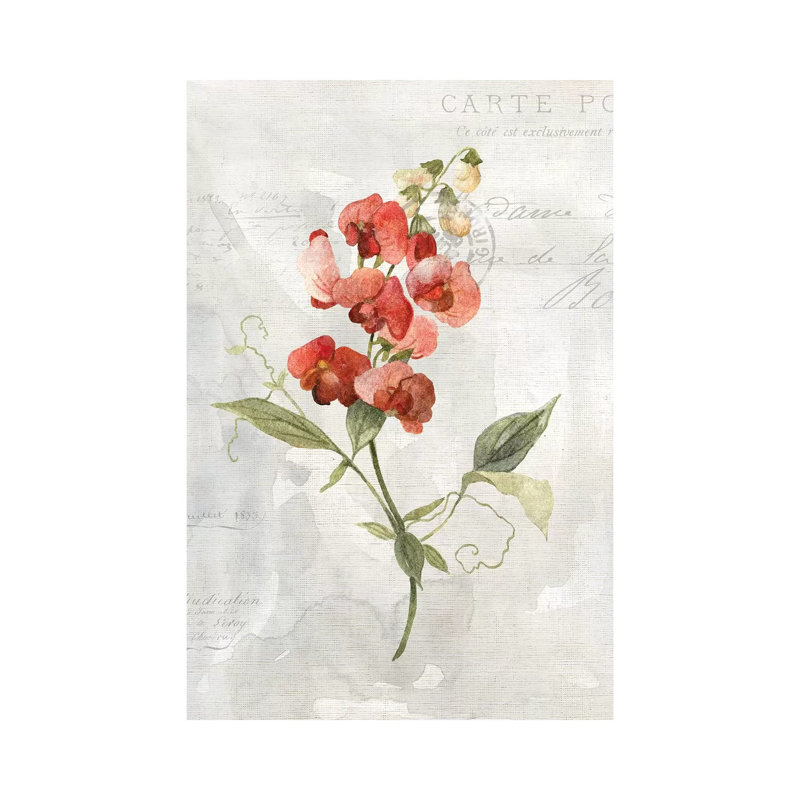 Linen Sweet Pea by Carol Robinson - Print on Canvas, 30.48 cm H x 45.72 cm W, Wrapped Canvas