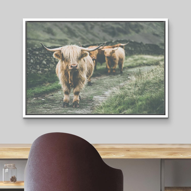 Animaux lavés en Écosse Highland Country Cow, H 16 po x l 24 po x P 1,5 po, Cadre blanc