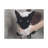 Cute Main Coon Bathee Canvas Wall Art