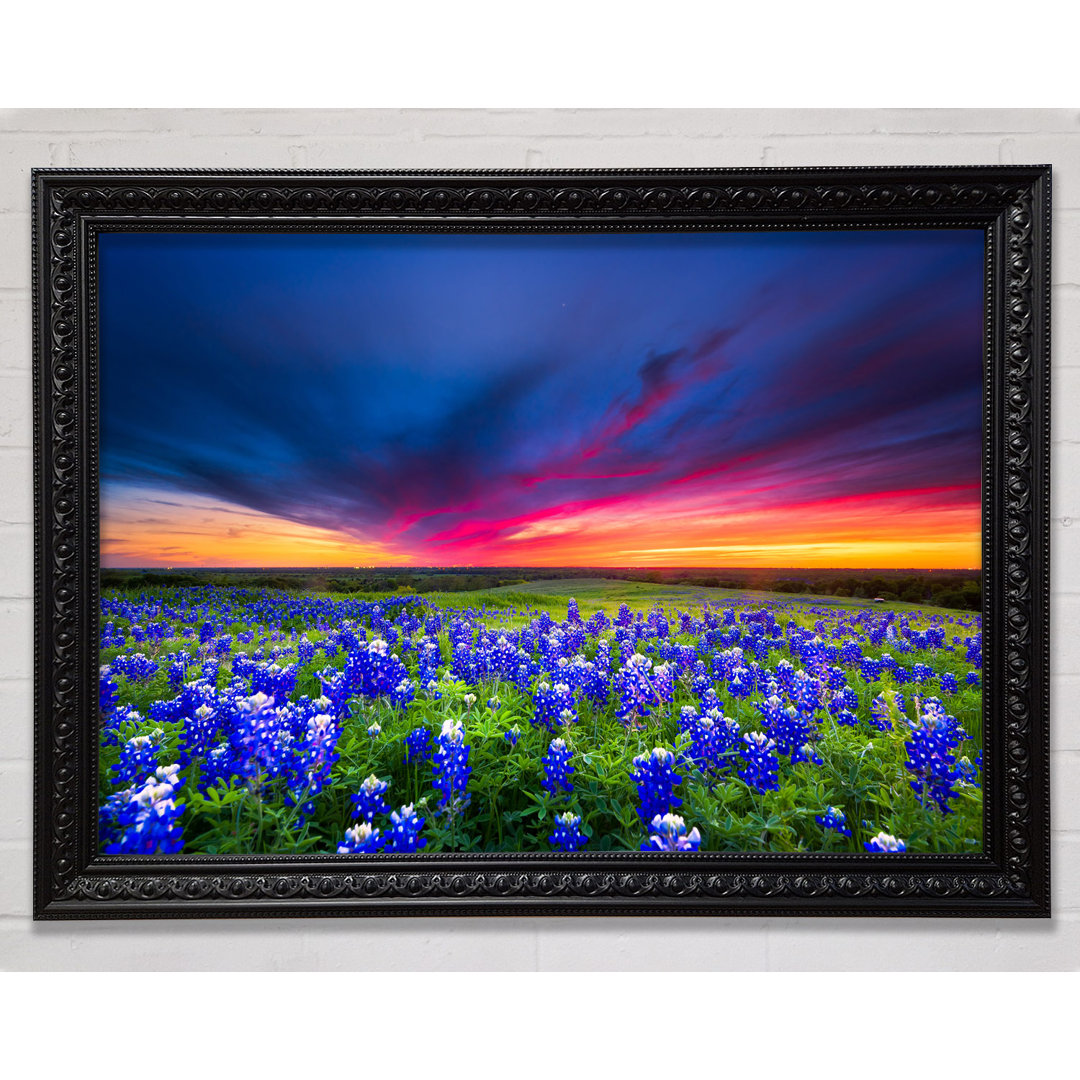 Vibrant Skies Above Blue Flowers - Einzelner Bilderrahmen Kunstdrucke