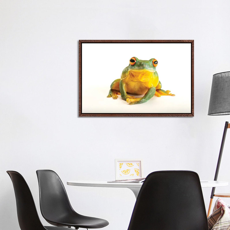 An Orange Eyed Tree Frog At Wild Life Sydney Zoo by Joel Sartore - Gallery-Wrapped Canvas Giclée on Canvas