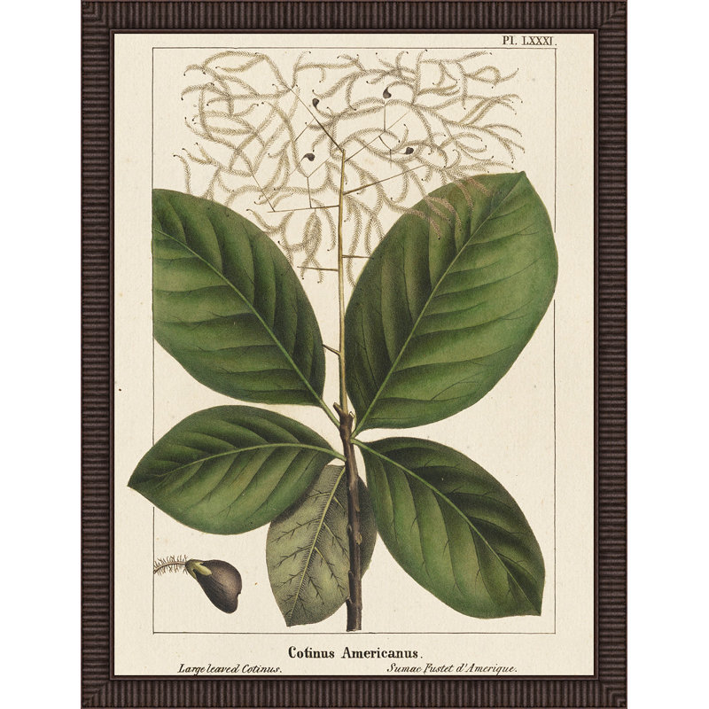 « large leaf continuums », reproduction d’art encadrée