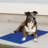 Coolin' Nylon Pet Bed-21228840