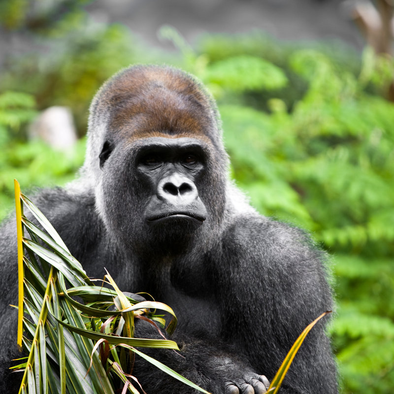 Silverback gorilla, 51cm H x 51cm W