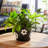  6" Flower Power Planter-592231099