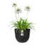 Plant Pot-72816957-72816958