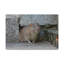 No Frame Print on Canvas-633702456