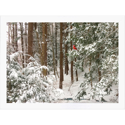 Curious Cardinal by Alan Giana - Photograph