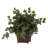 17'' Faux Ivy Plant in Wood Planter