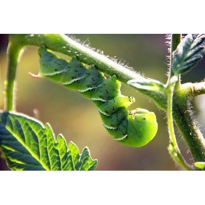 " Tobacco Hornworm " by Lauraag