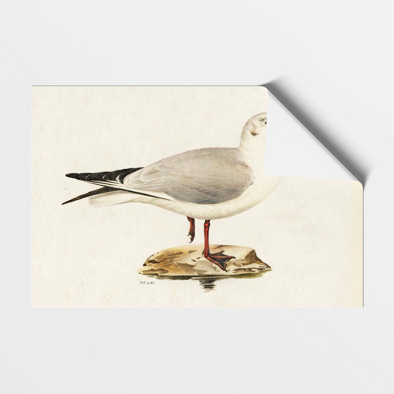 Black Headed Gull by Von Wright - Frameless Print, 42 cm H x 59.4 cm W