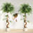 Ficus Artificial Tree with Curved Trunk