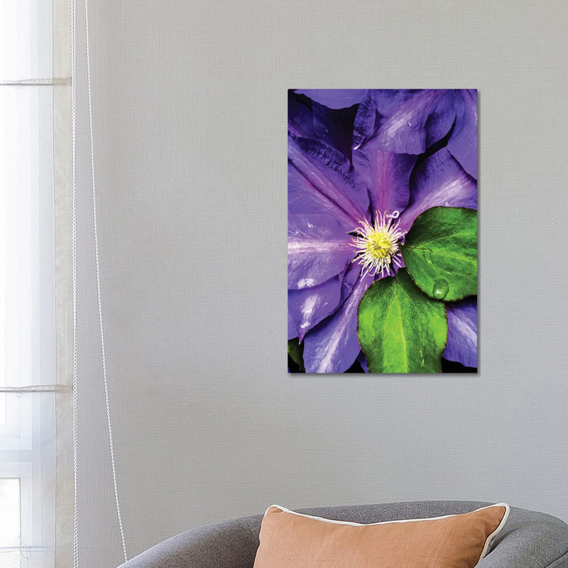 Clematis Spring by Heidi Bannon - Wrapped Canvas Print