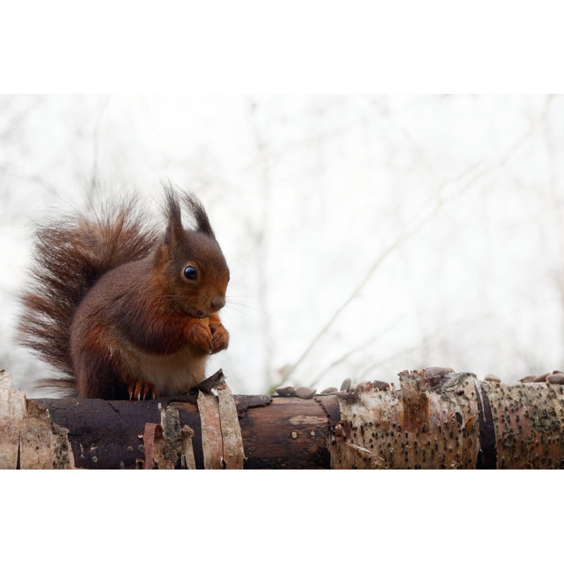 Squirrel - Wrapped Canvas Print, 81cm H x 122cm W x 3.8cm D