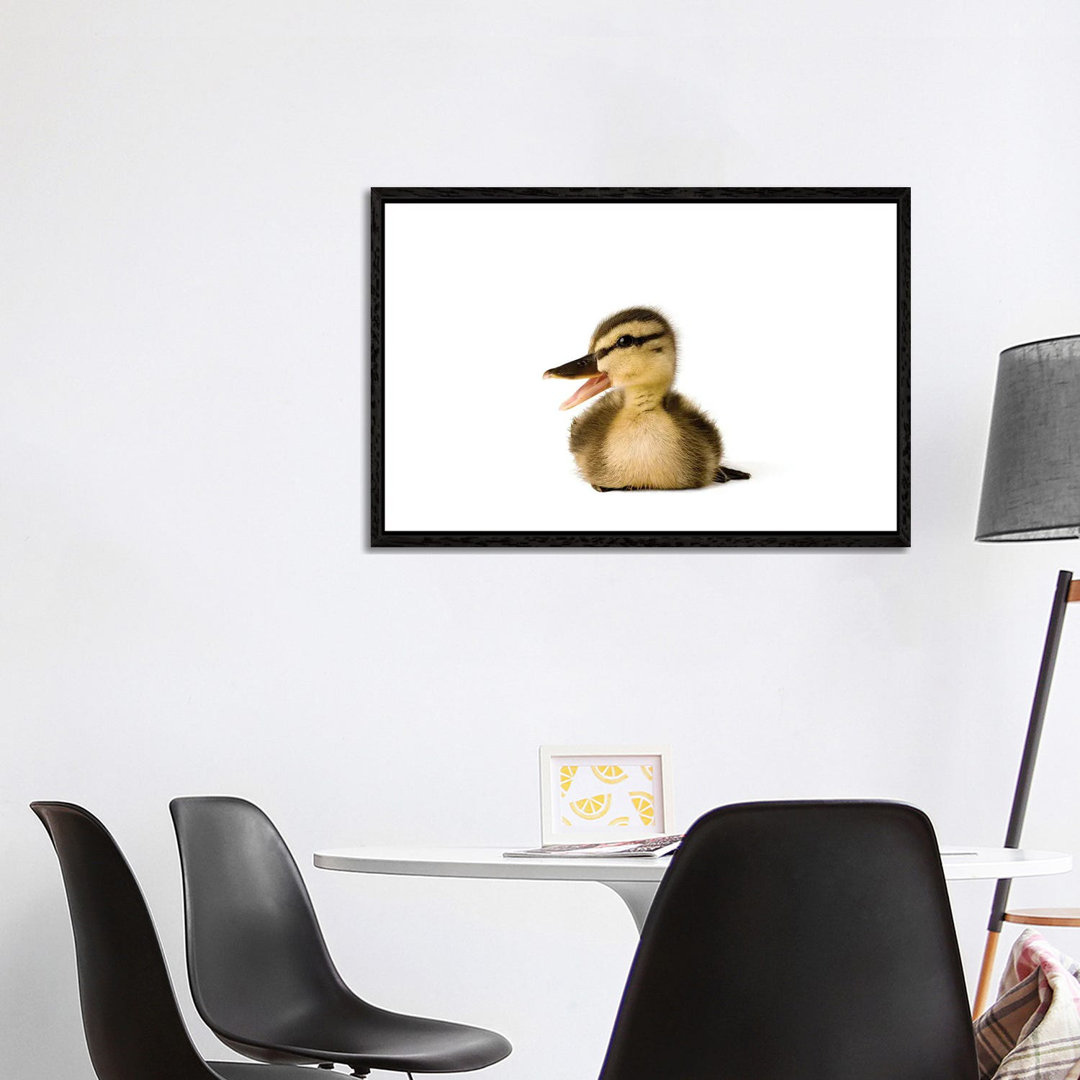 A Mallard Duckling I von Joel Sartore - Galerie-verpackte Leinwand Giclée auf Leinwand