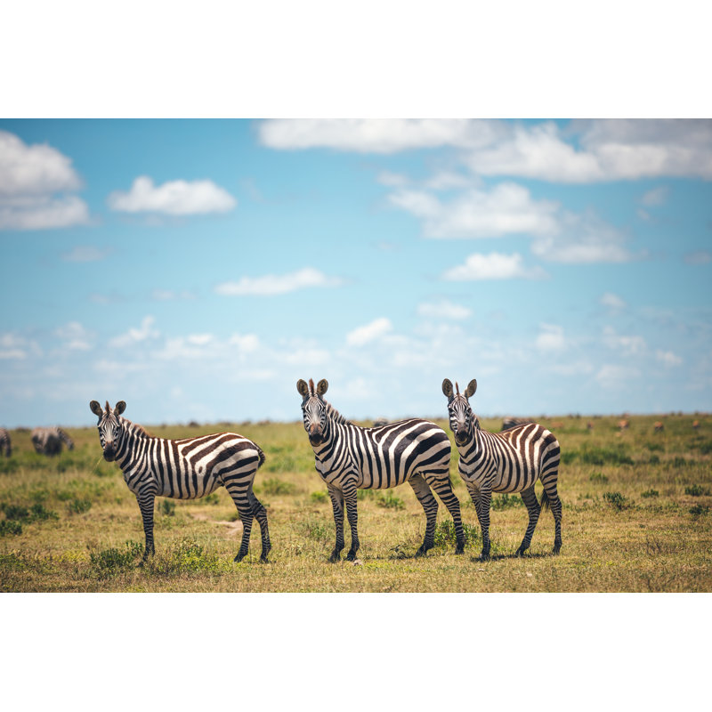 Three Zebras by Borchee - Wrapped Canvas Print, 30cm H x 46cm W x 3.8cm D