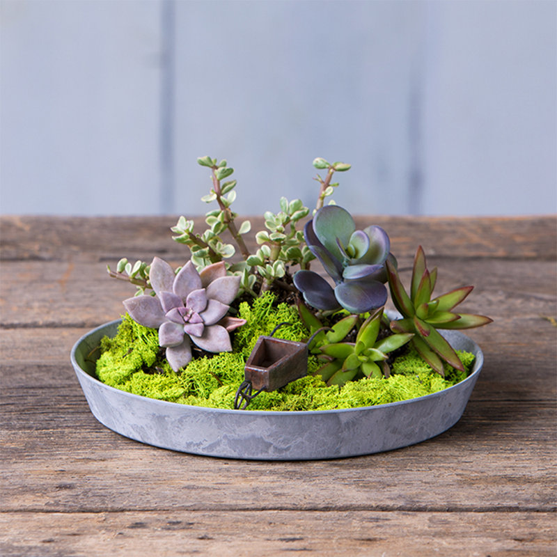 Pollyanna Pot Planter, Gray, 1.5" H x 10" W x 10" D