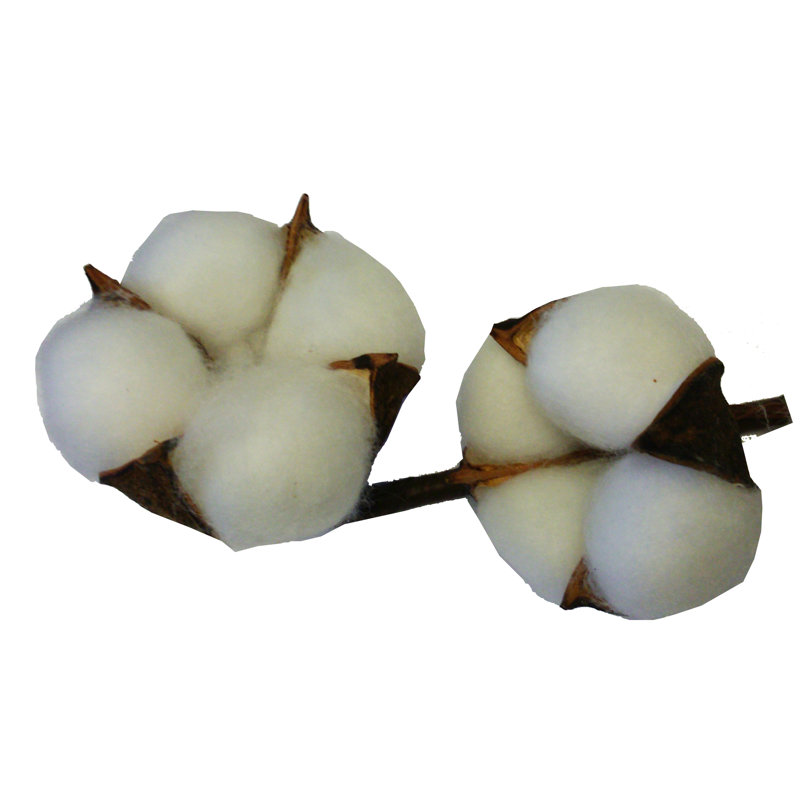 Cotton Arrangement
