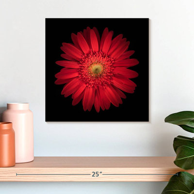 Marguerite rouge vif Harnek
