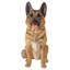 Sitting German Shepherd Statue-34191795