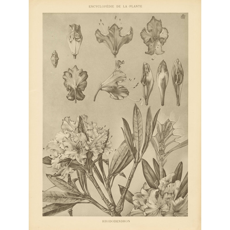 Rhododendrons par Wild Apple Portfolio - impression sur toile tendue, L 12 po x H 16 po