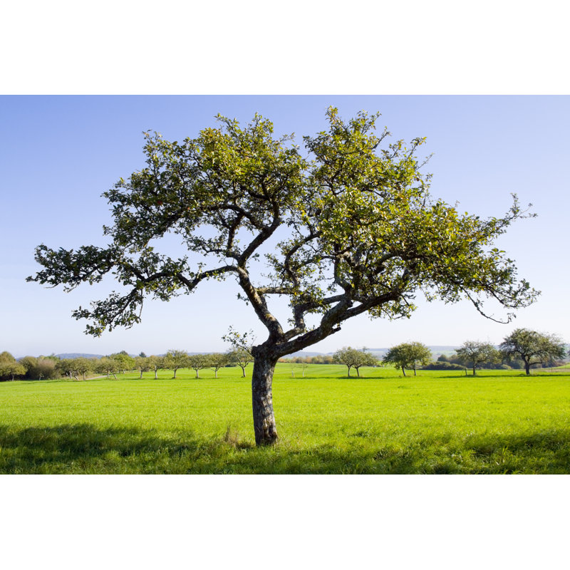 Lonely Apple Tree - Wrapped Canvas Print, 30cm H x 46cm W