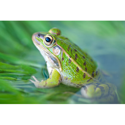 Frog - Wrapped Canvas Print