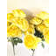 Roses du Sahara-2010292398