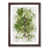 Walnut Framed