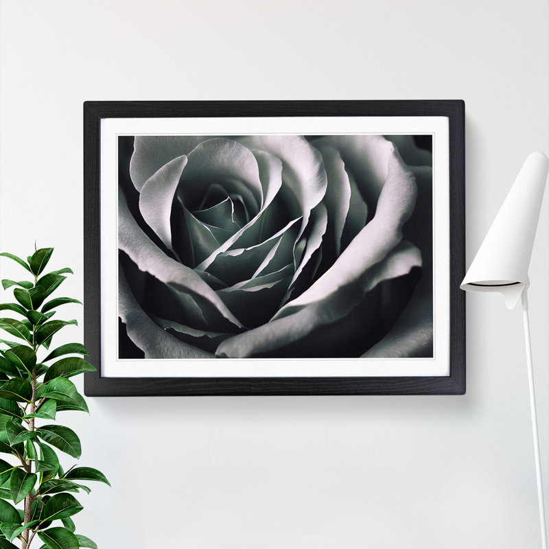 Striking Rose Flower - Single Picture Frame Print, Black, 46cm H x 64cm W x 2cm D